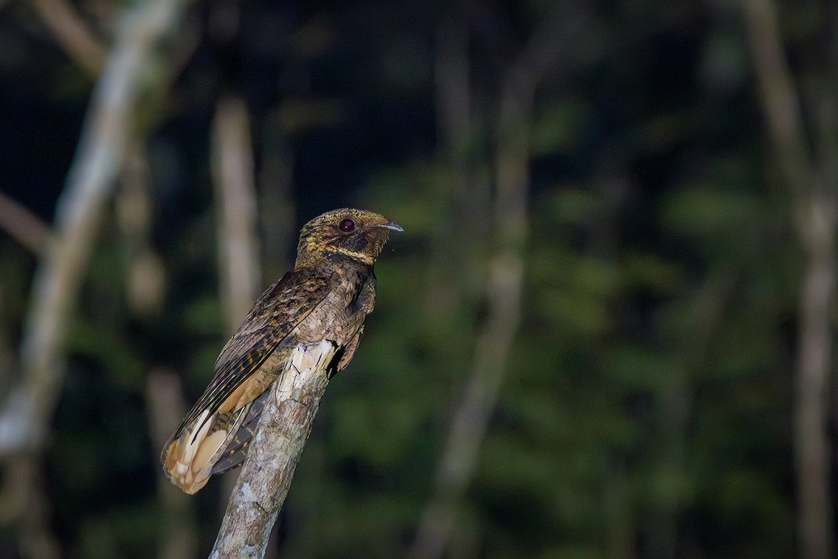 Rufous Nightjar - ML624116511