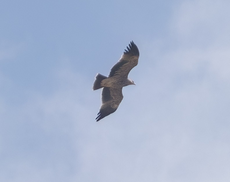 Imperial Eagle - Kuzey Isik