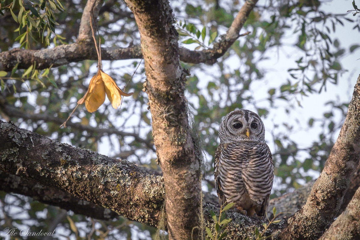 Chaco Owl - ML624116532