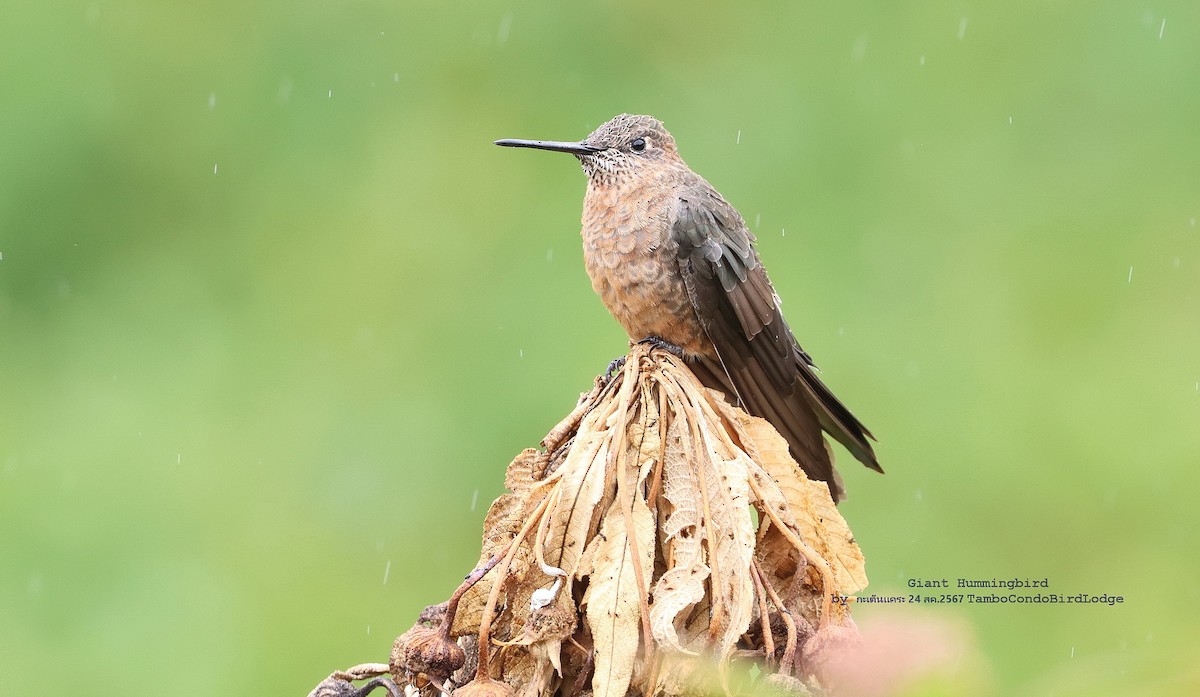 Colibrí Gigante - ML624116533