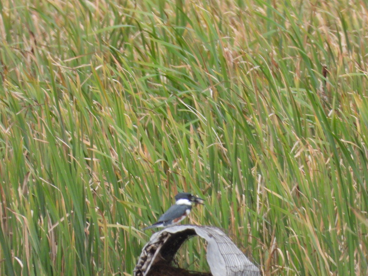 Belted Kingfisher - ML624116535