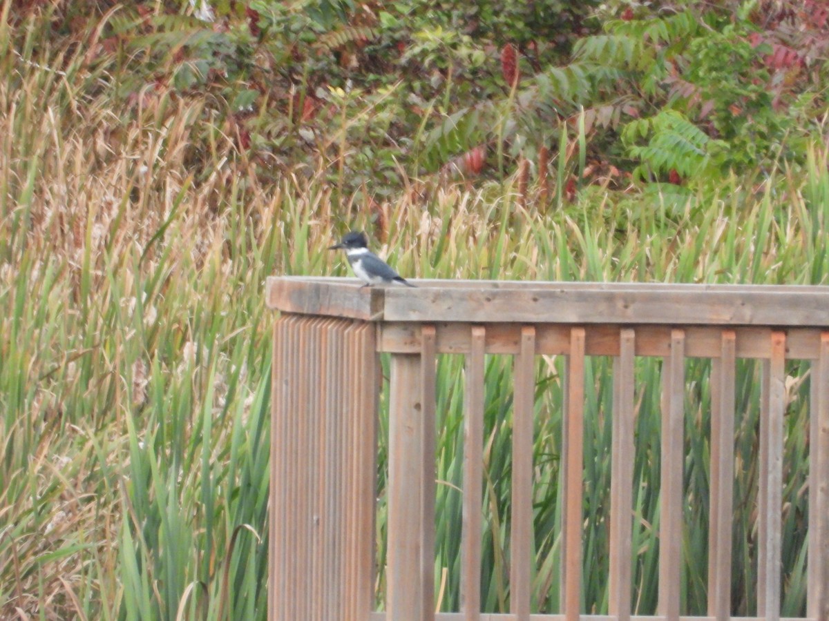 Belted Kingfisher - Denis Provencher COHL