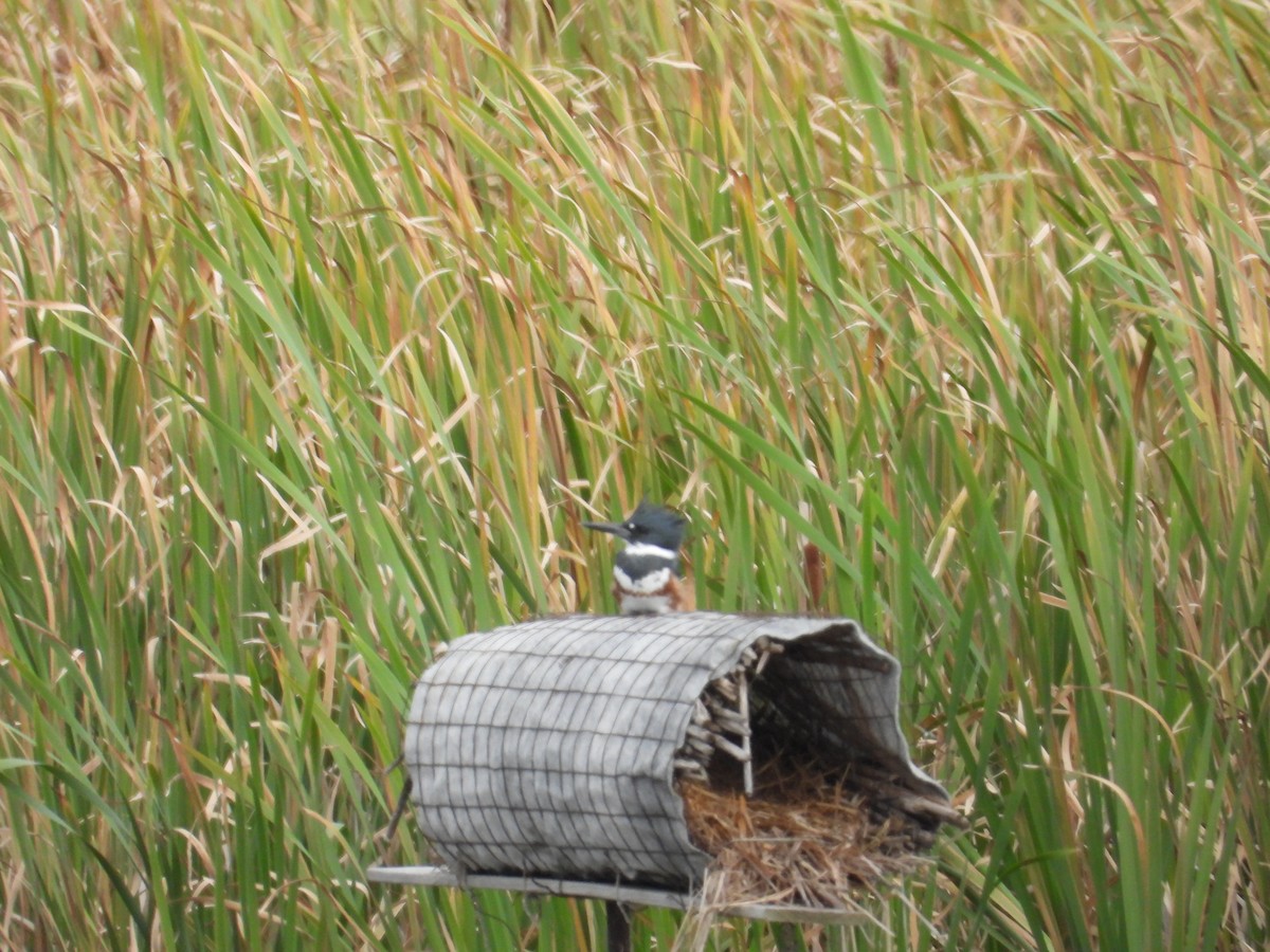 Belted Kingfisher - ML624116537