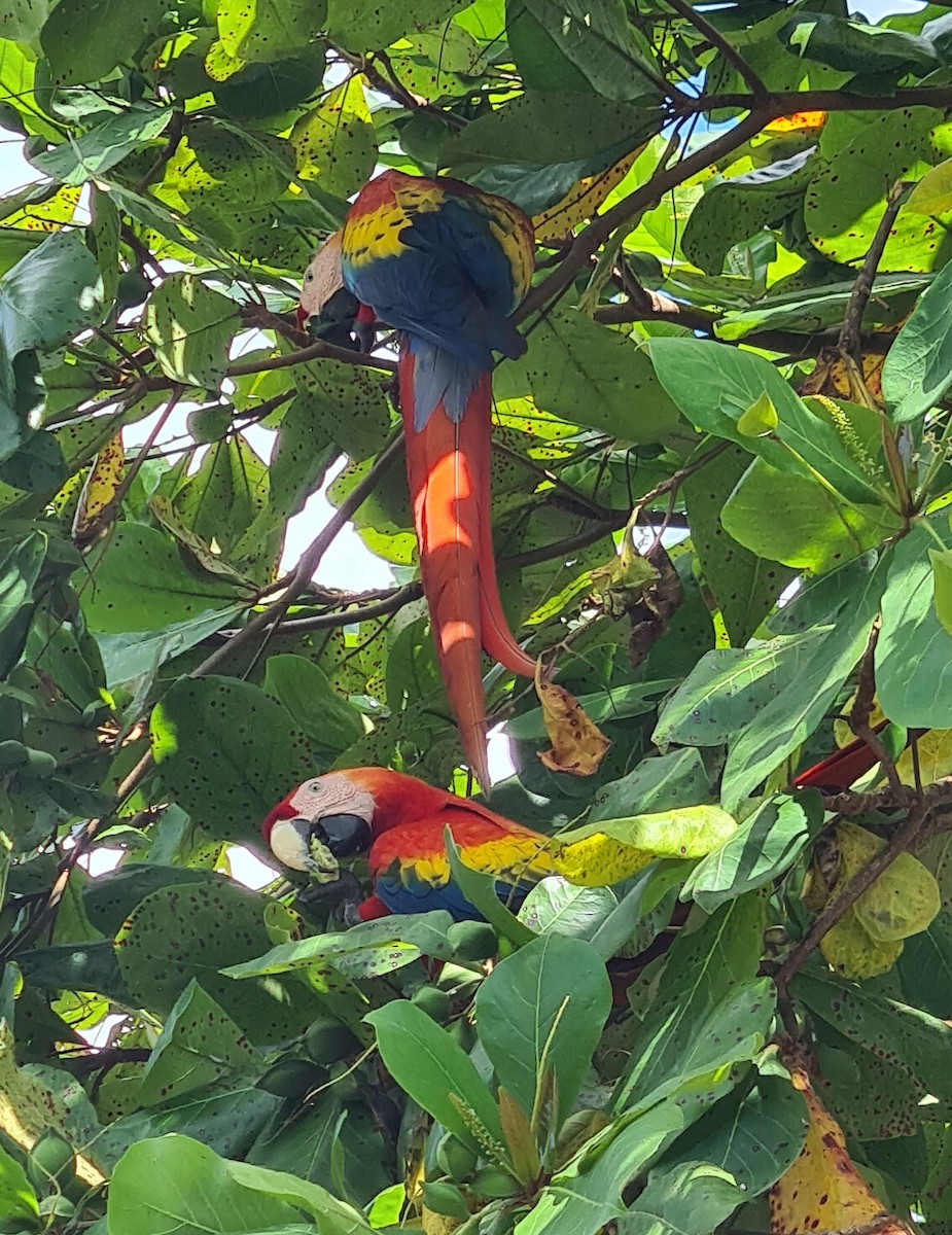 Scarlet Macaw - ML624116538