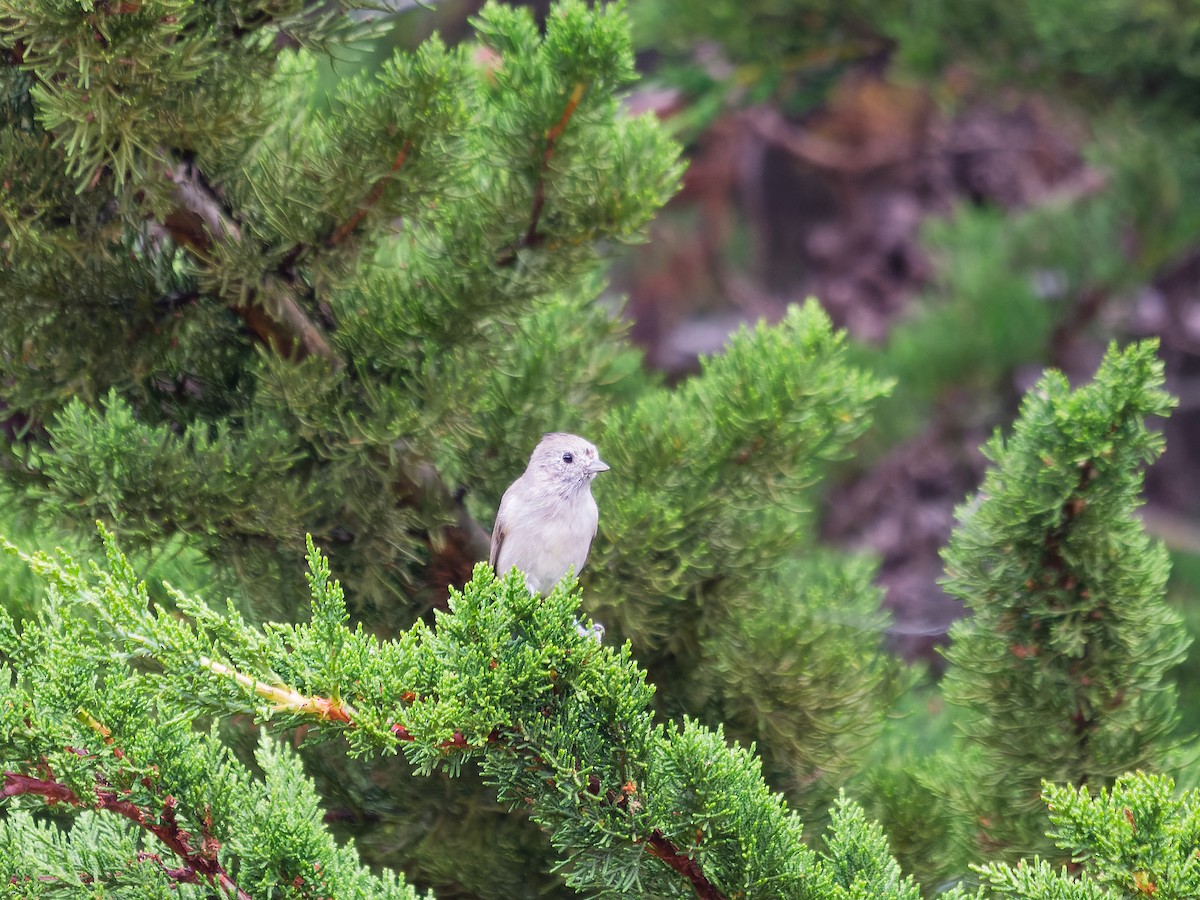 Oak Titmouse - ML624116540