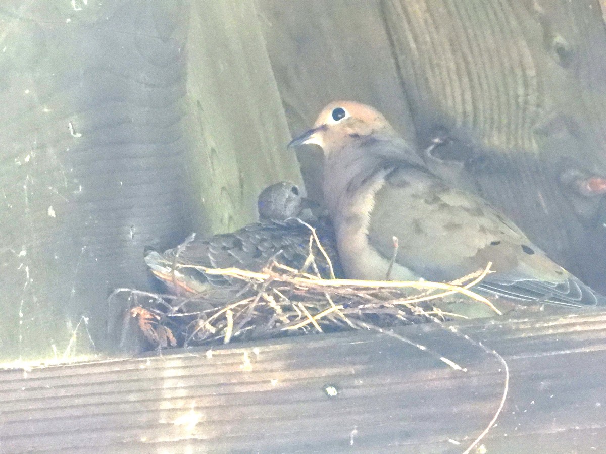 Mourning Dove - ML624116544