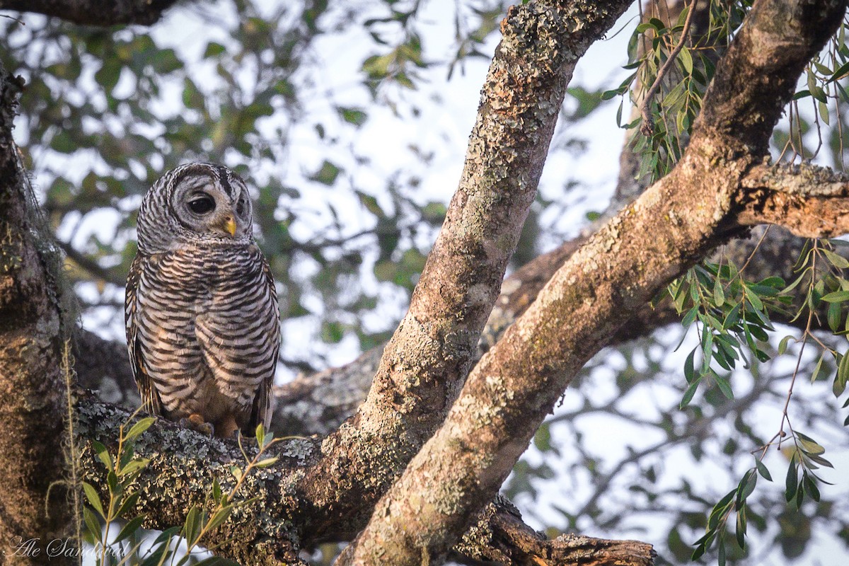 Chaco Owl - ML624116545