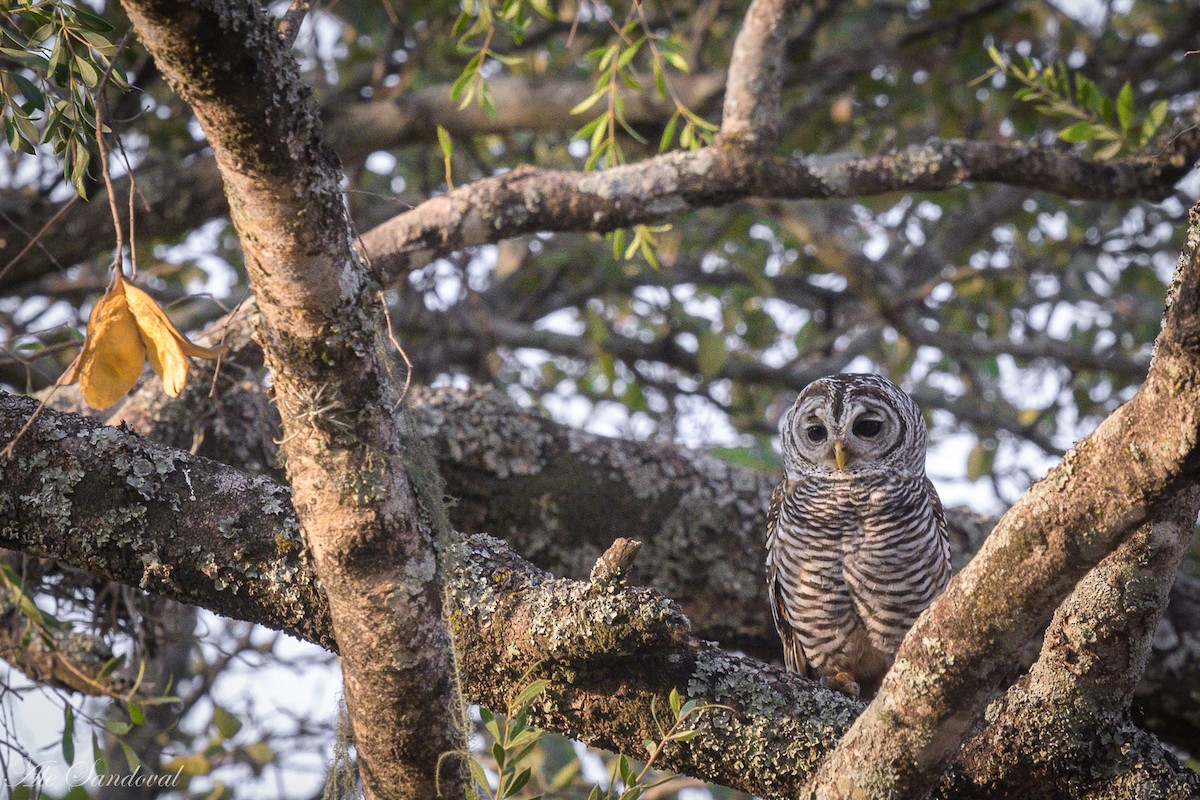 Chaco Owl - ML624116547