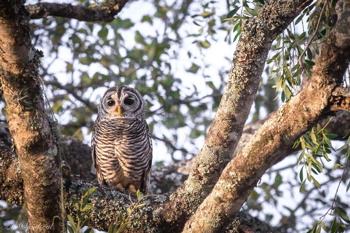 Chaco Owl - ML624116548