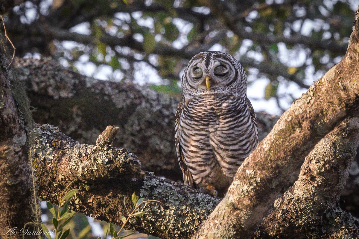 Chaco Owl - ML624116549