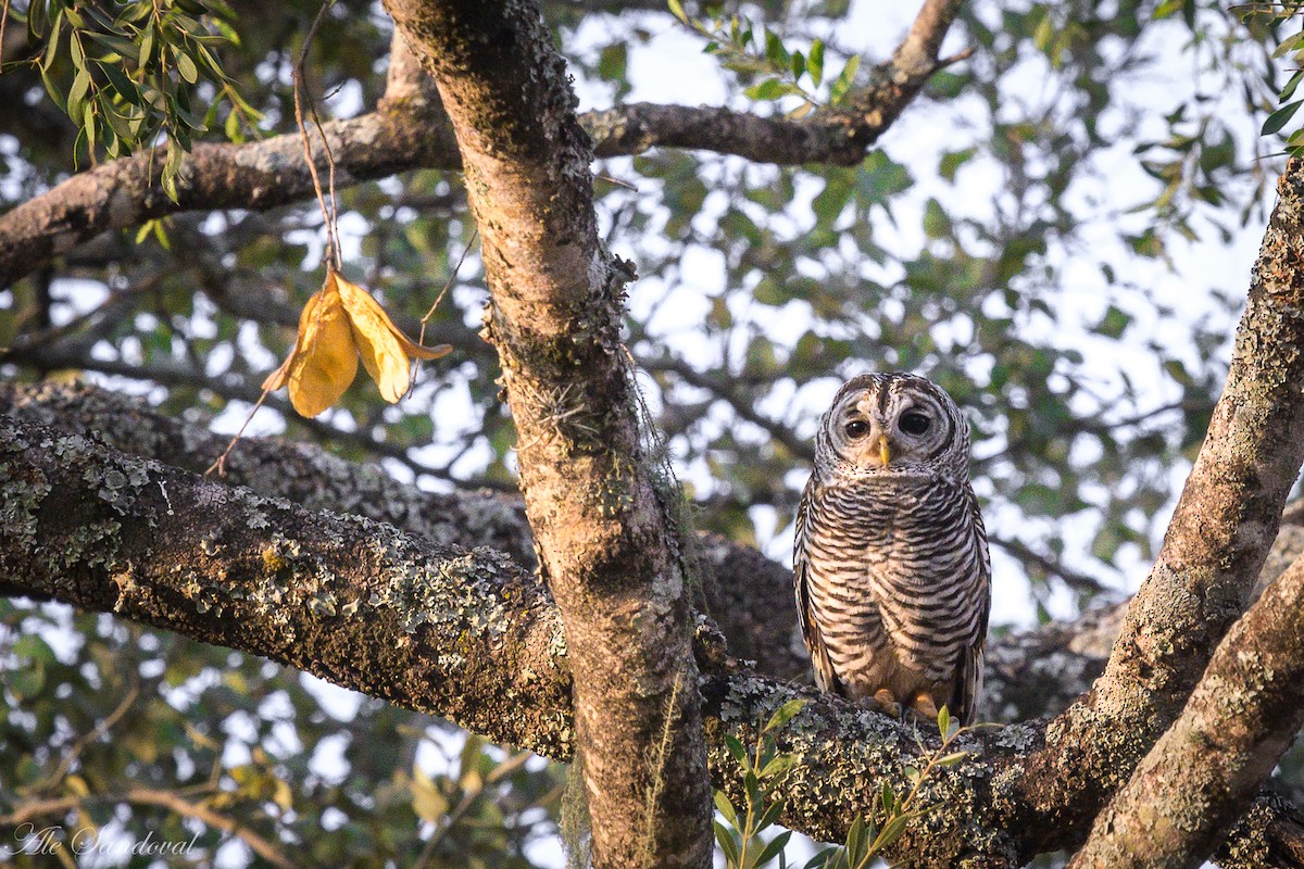 Chaco Owl - ML624116550