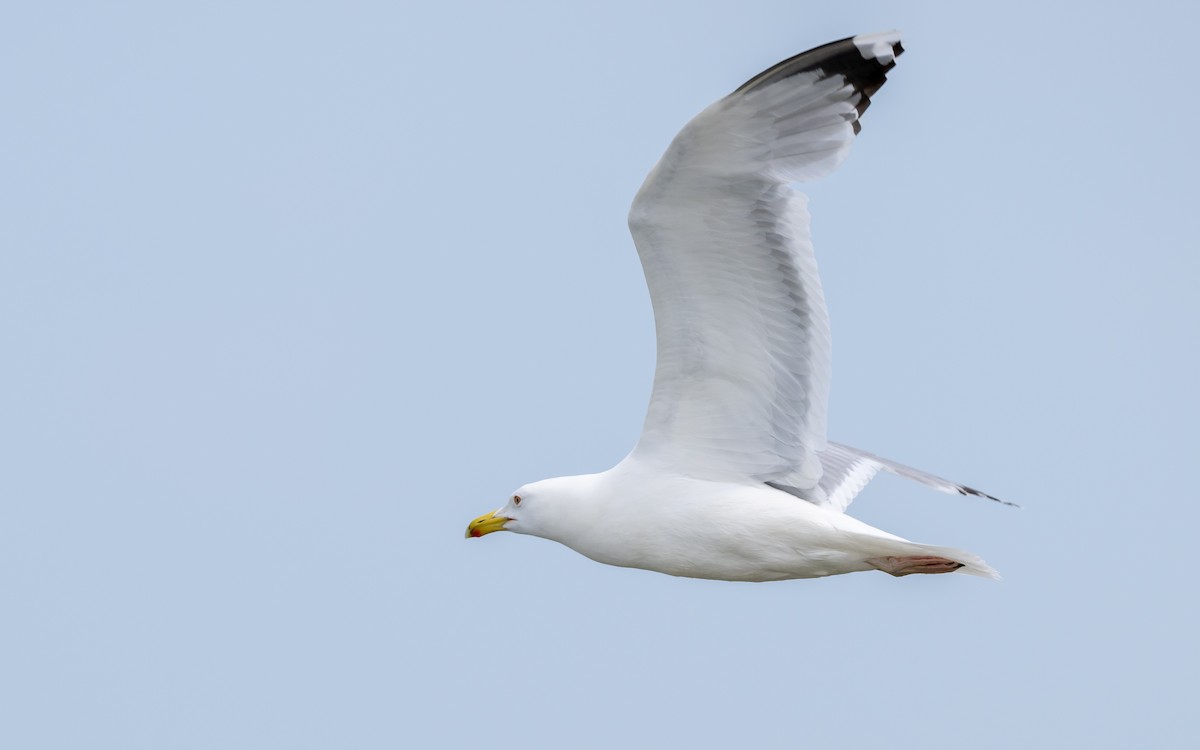 Yellow-legged Gull - Serge Horellou