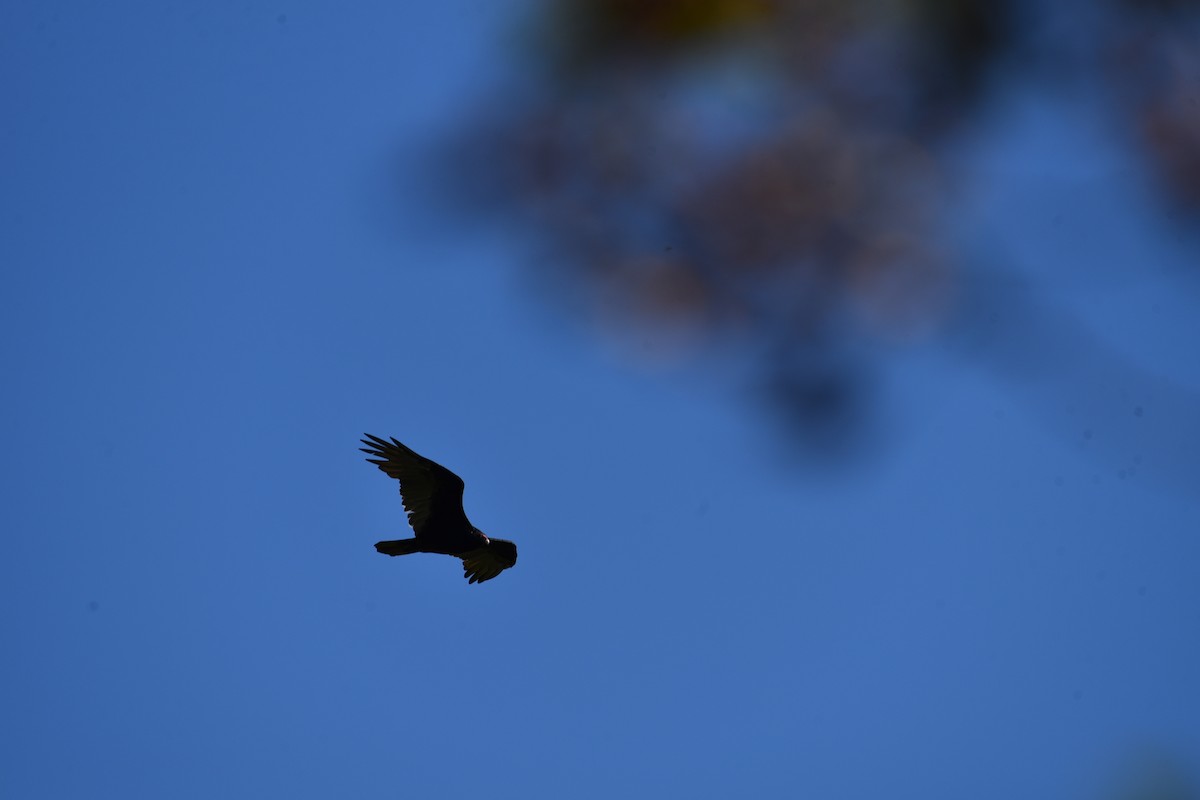 Turkey Vulture - ML624116552