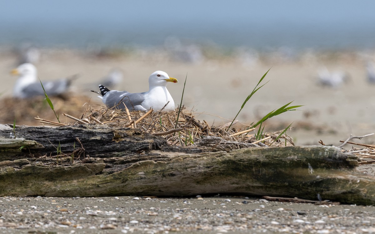 Gaviota Patiamarilla - ML624116553