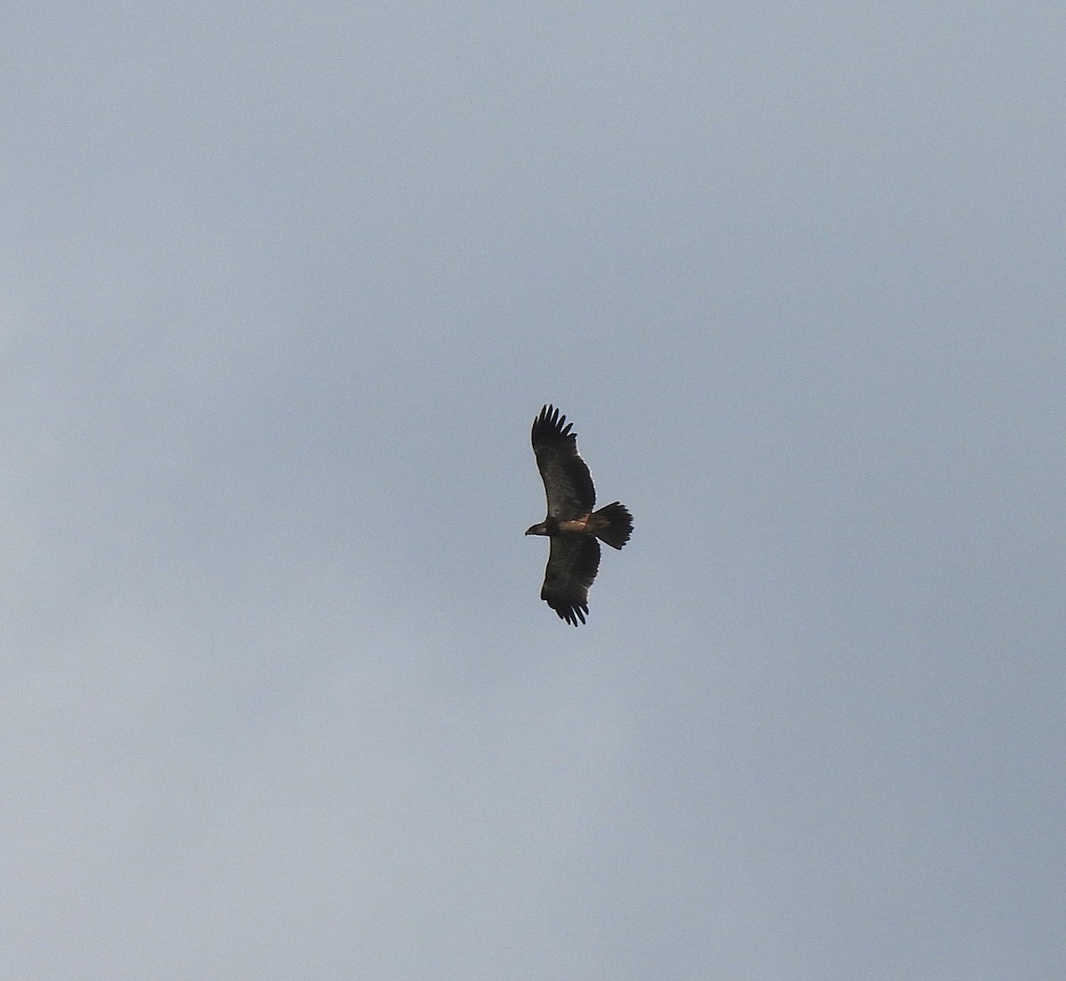 Tawny Eagle - ML624116557