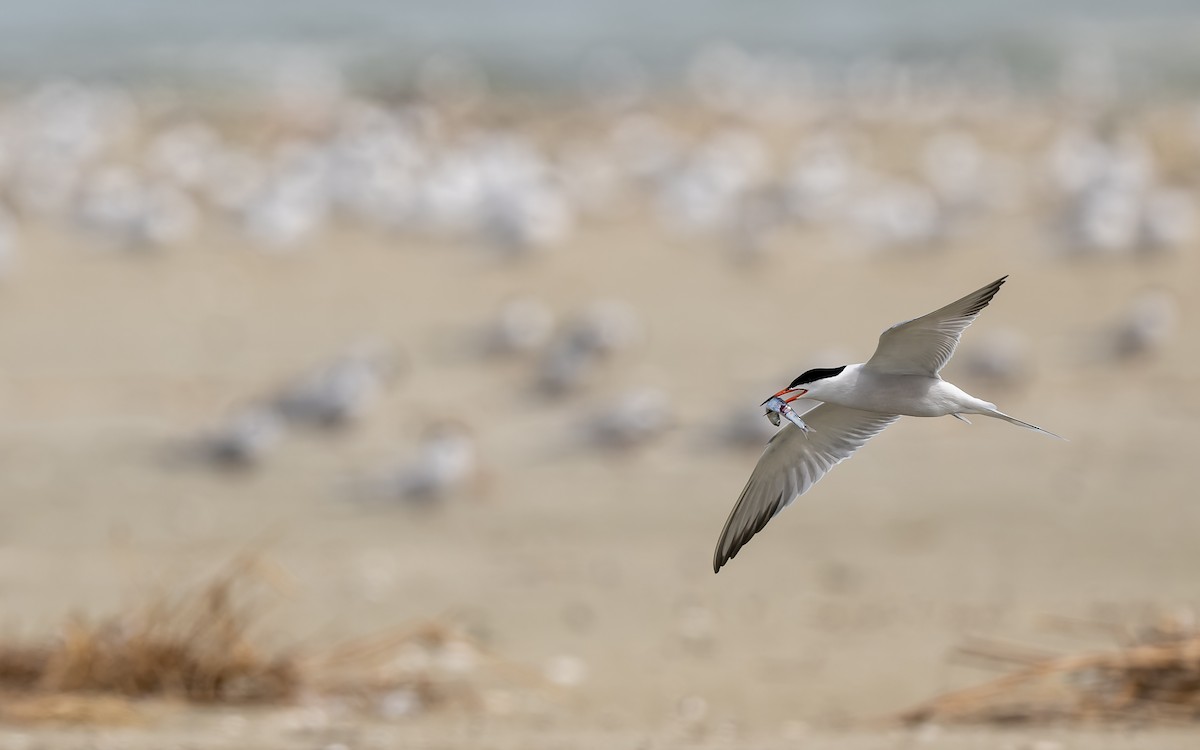 Common Tern - ML624116558