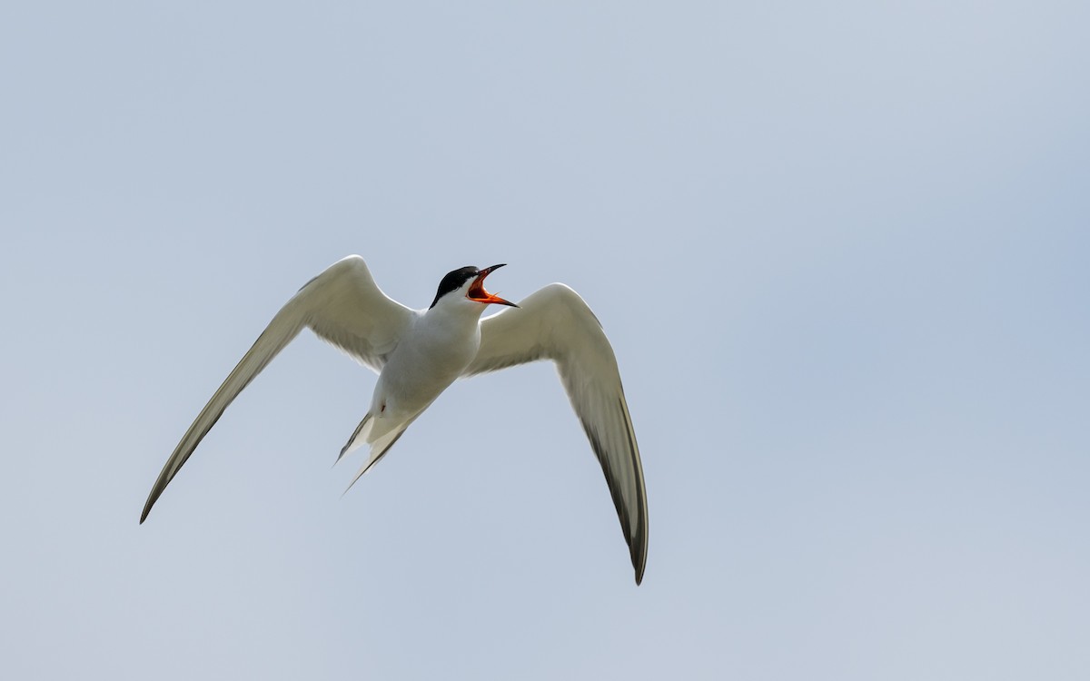 Common Tern - ML624116559