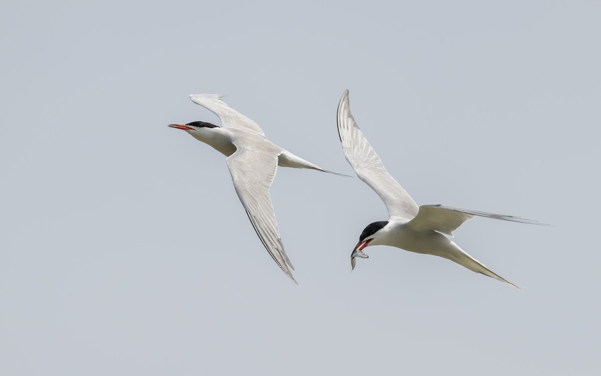 Common Tern - ML624116560