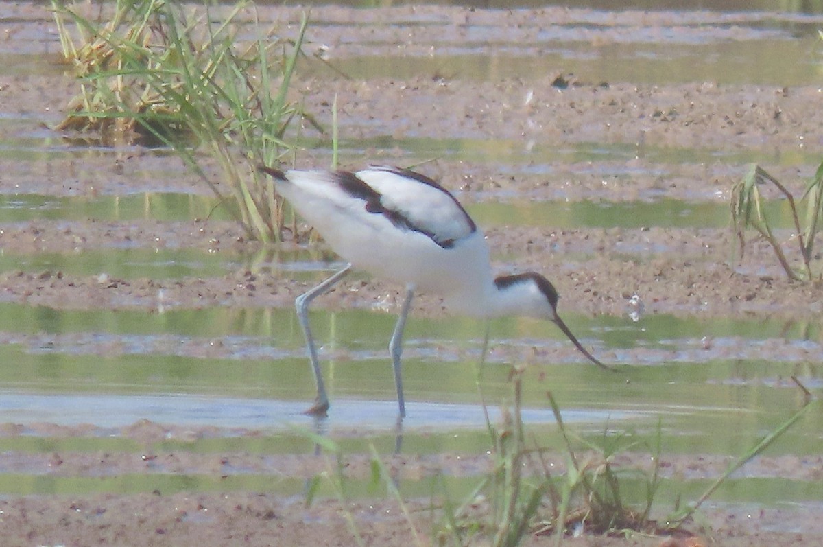 Avoceta Común - ML624116562