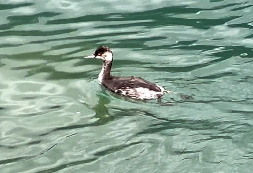 Eared Grebe - ML624116565