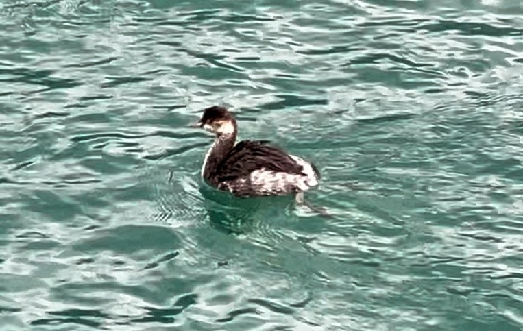 Eared Grebe - ML624116566