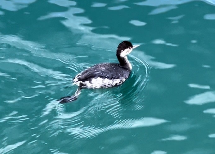 Eared Grebe - ML624116567