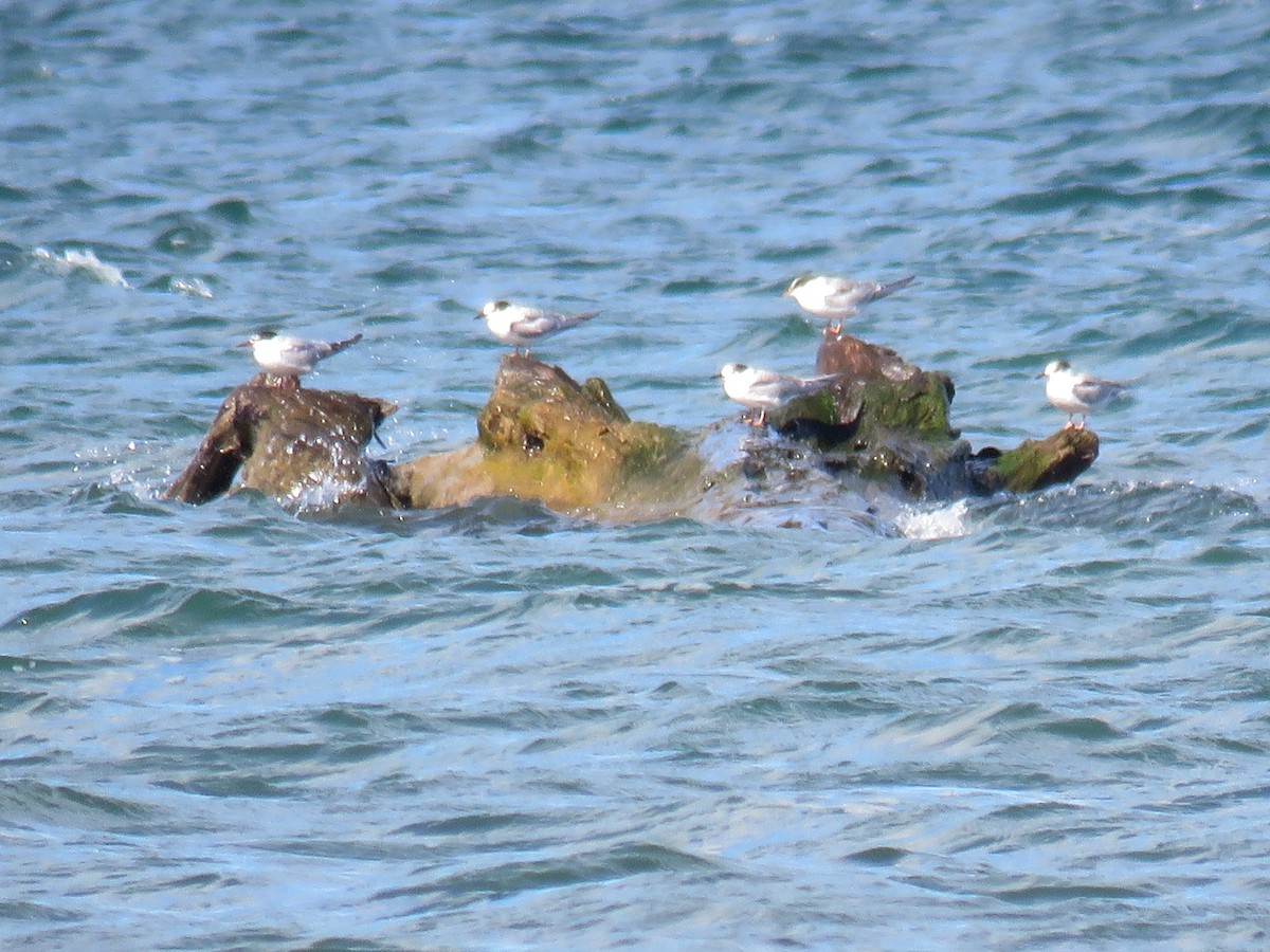 Common Tern - ML624116568