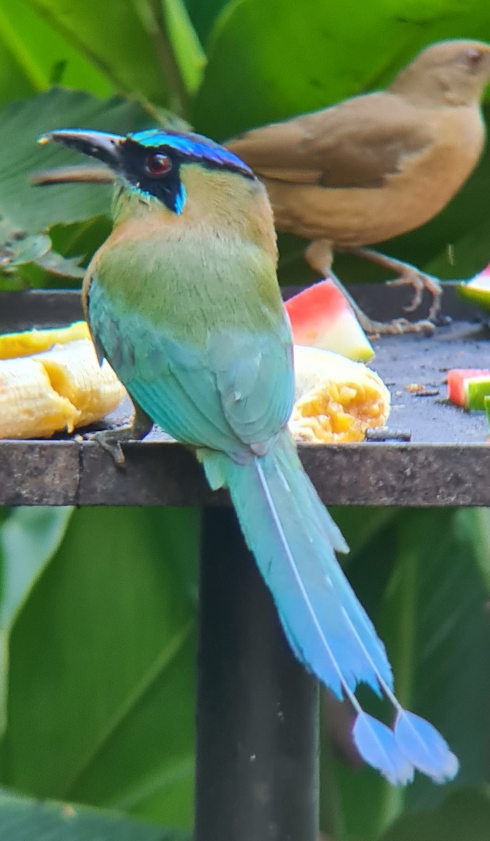 Diademmotmot - ML624116591