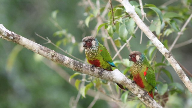 Maroon-faced Parakeet - ML624116592