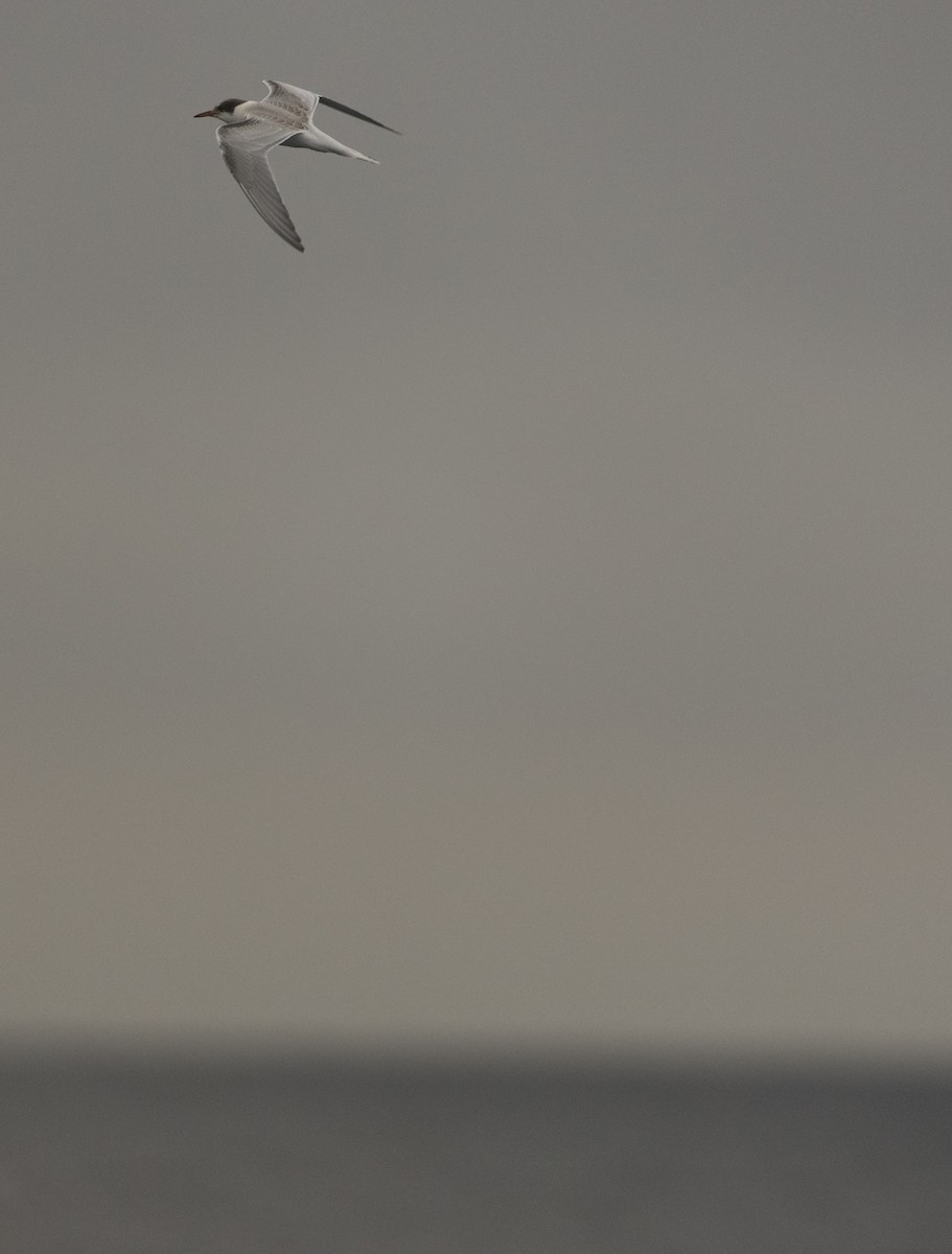 Common Tern - ML624116594