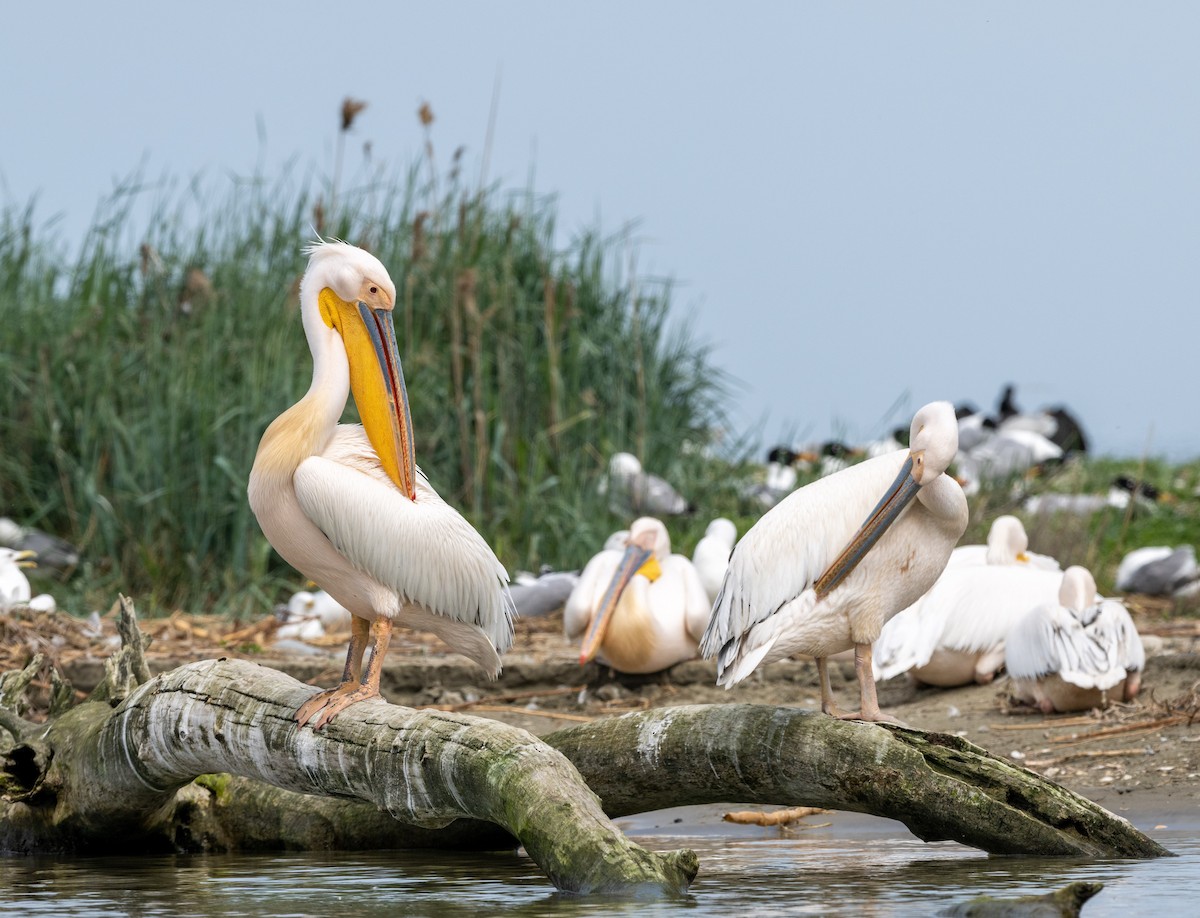 Great White Pelican - ML624116595