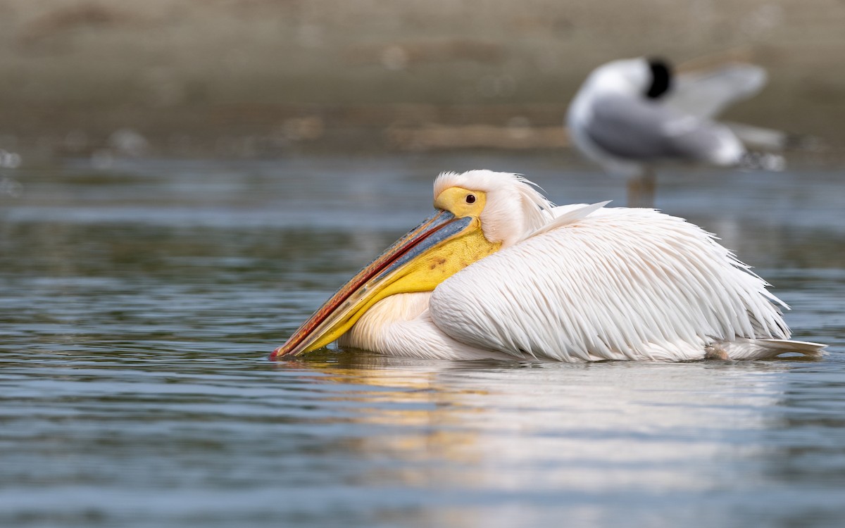 Great White Pelican - ML624116596