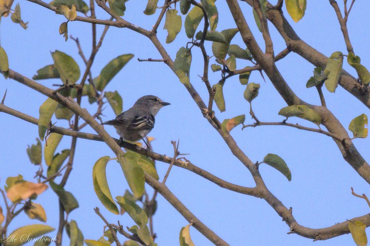 Suiriri Flycatcher - ML624116597