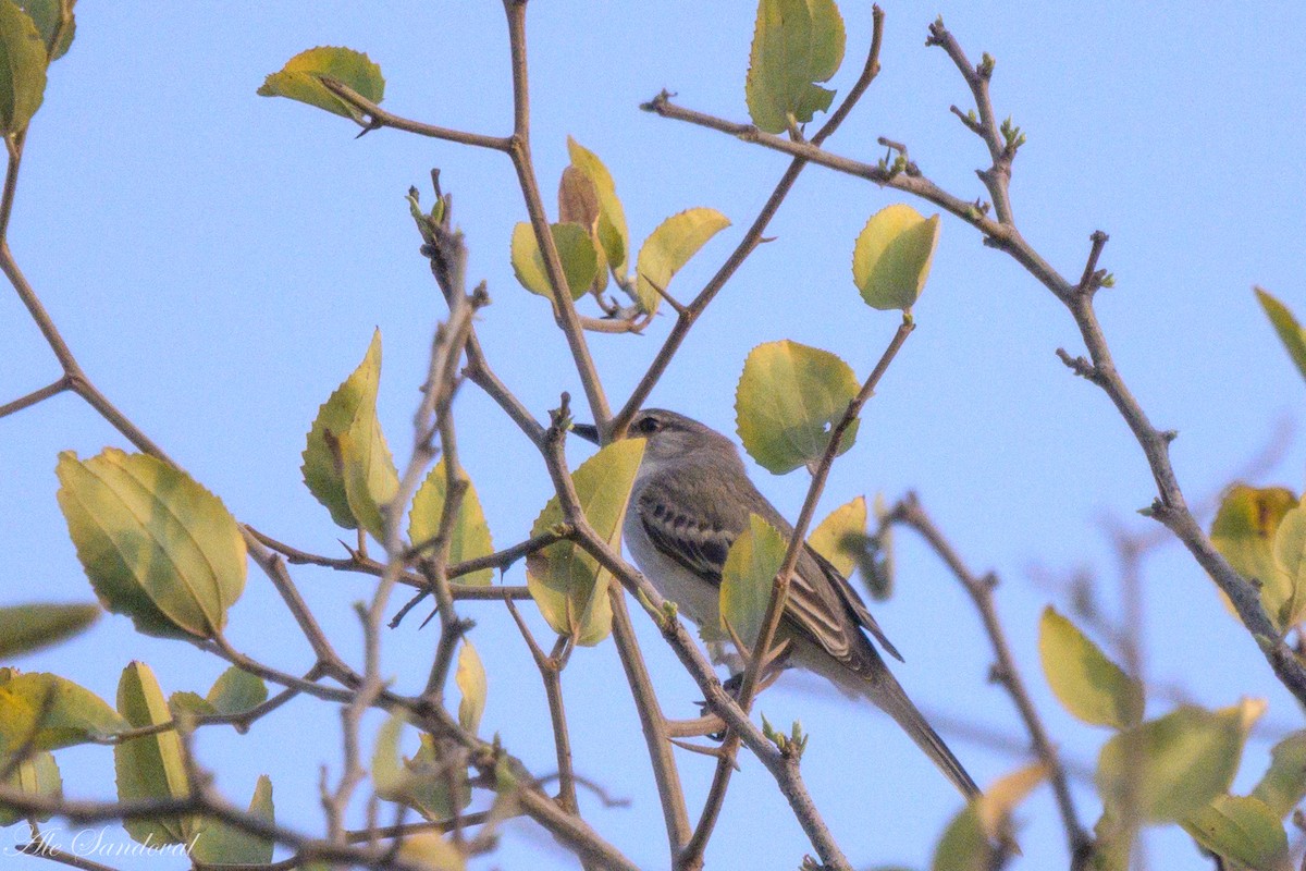 Suiriri Flycatcher - ML624116598