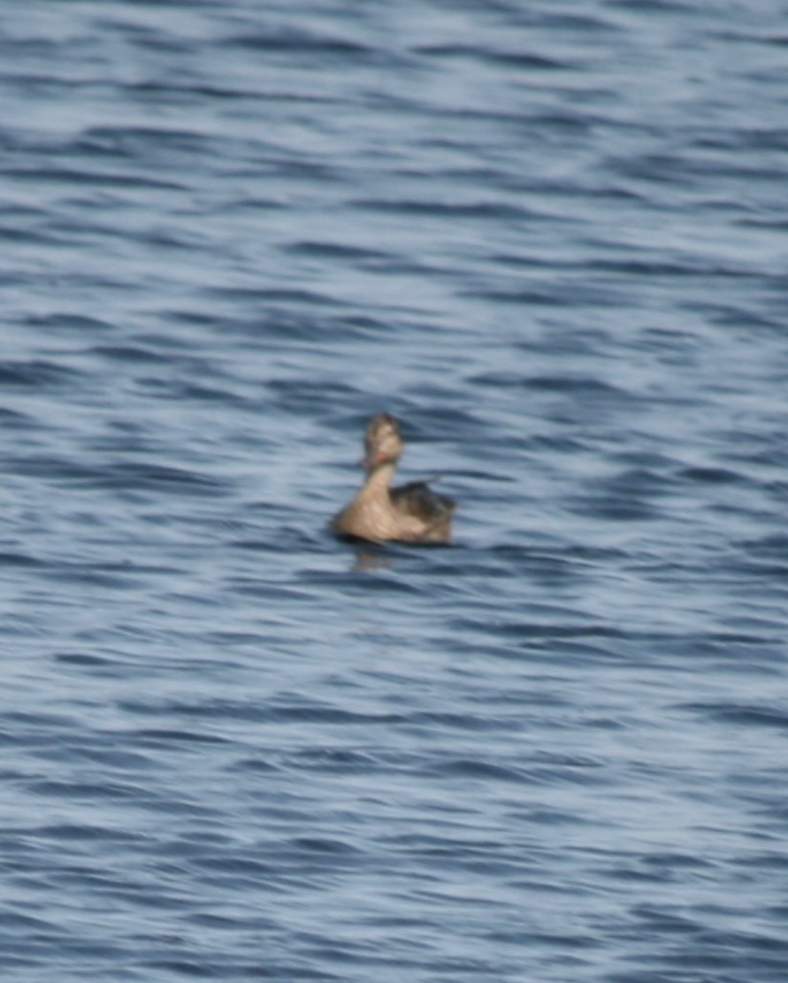 Gadwall - ML624116602