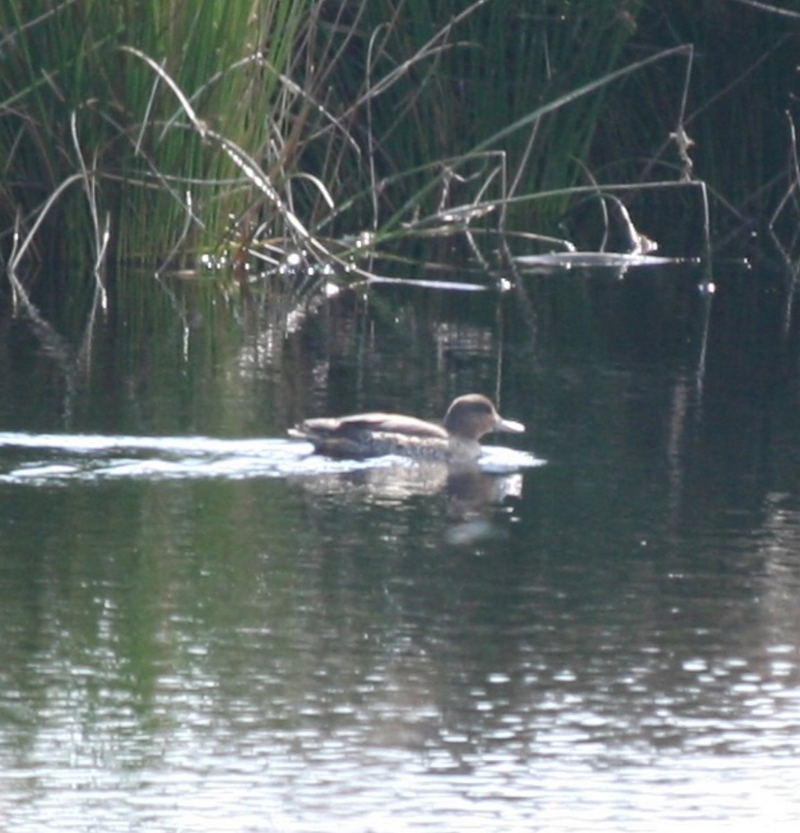 Green-winged Teal - ML624116603