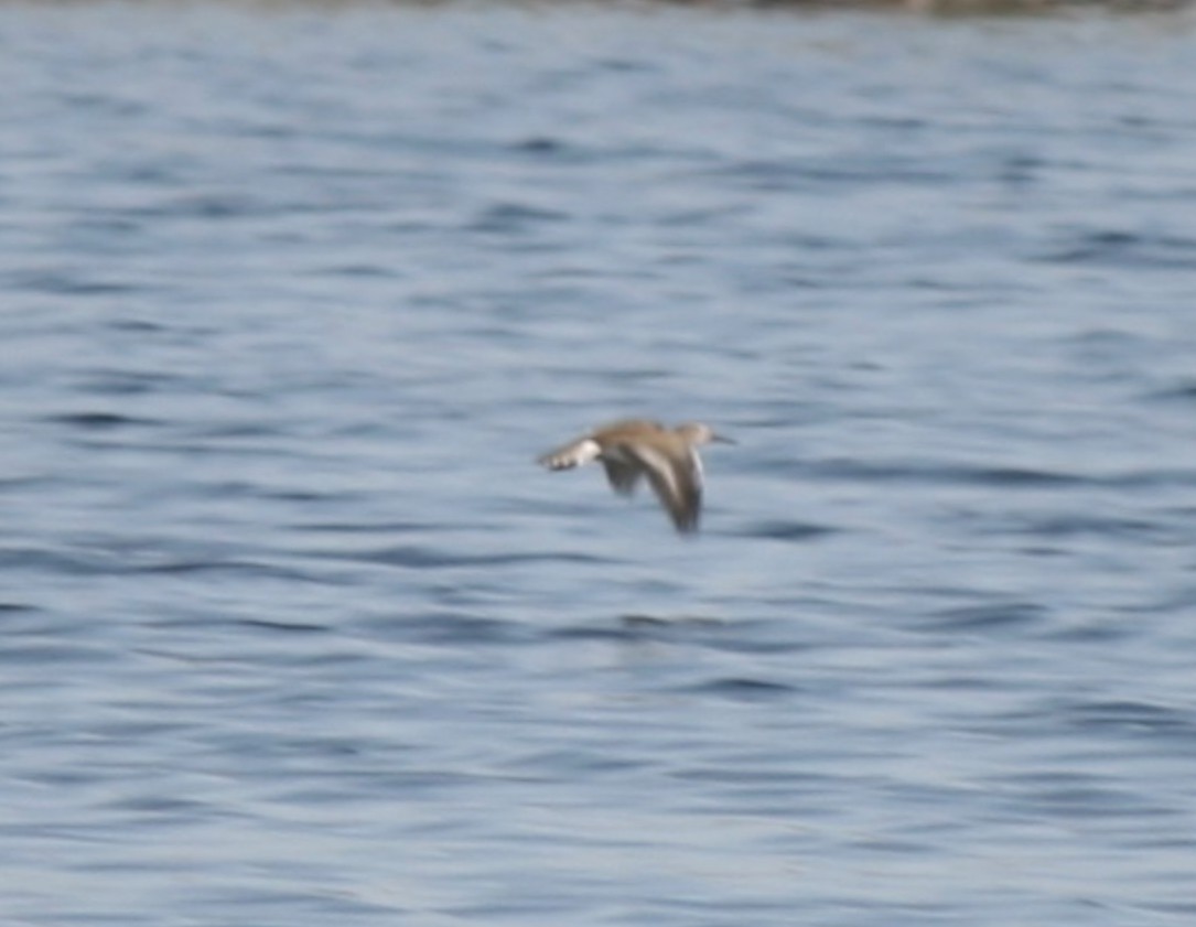 Common Sandpiper - ML624116604