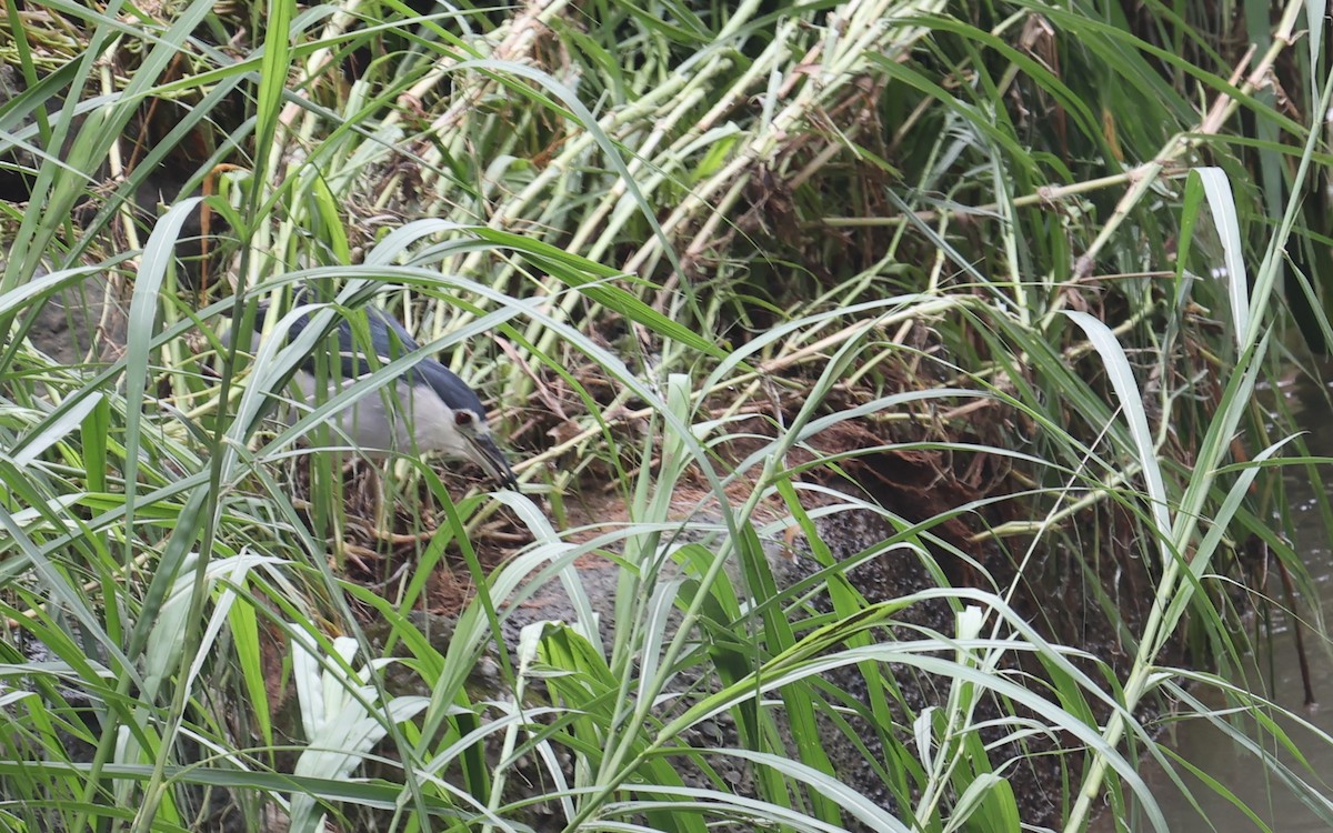 Black-crowned Night Heron - ML624116610