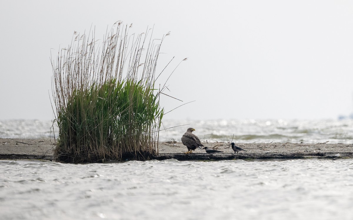 White-tailed Eagle - ML624116611