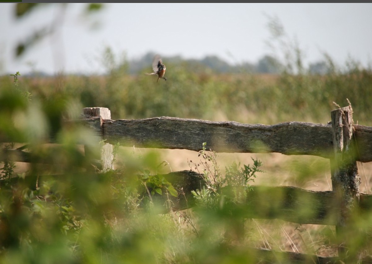 European Stonechat - ML624116612