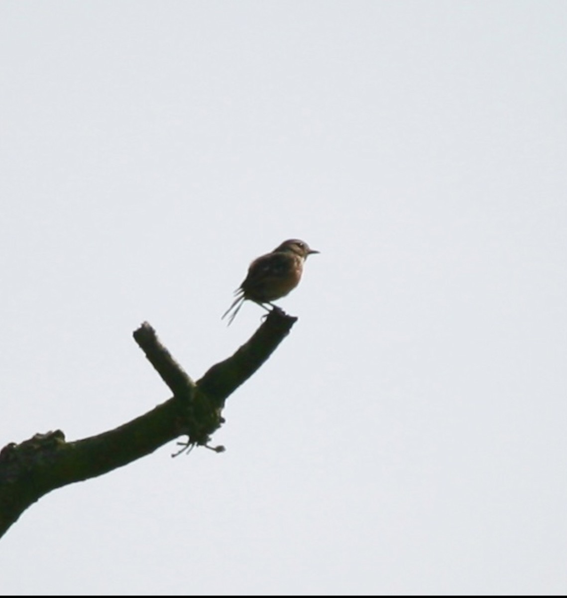 European Stonechat - ML624116613