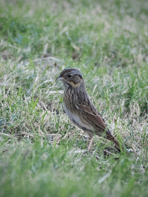 Lincoln's Sparrow - ML624116614