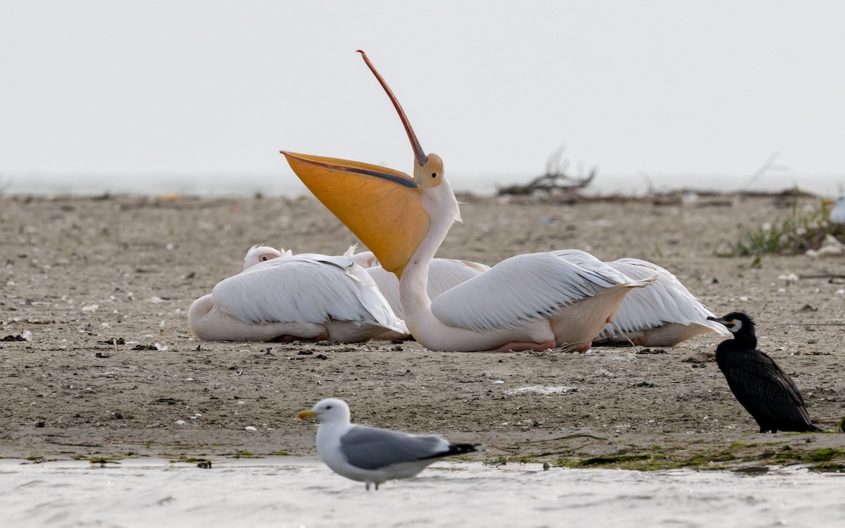 Great White Pelican - ML624116615