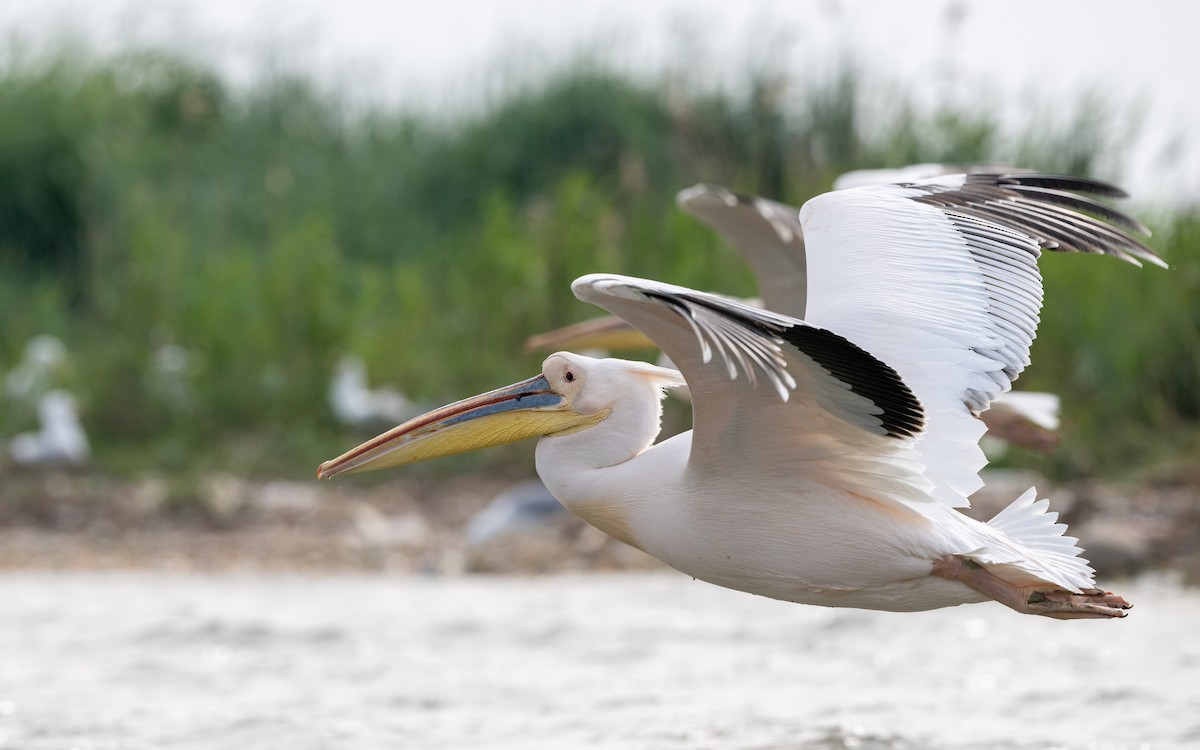 Great White Pelican - ML624116616