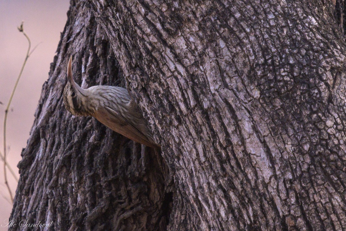 Narrow-billed Woodcreeper - Alejandro Sandoval