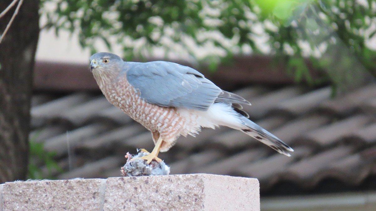 Cooper's Hawk - ML624116618