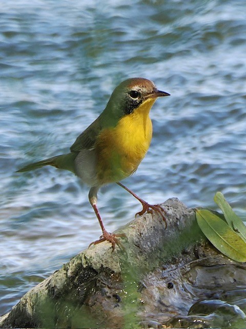 Common Yellowthroat - ML624116621