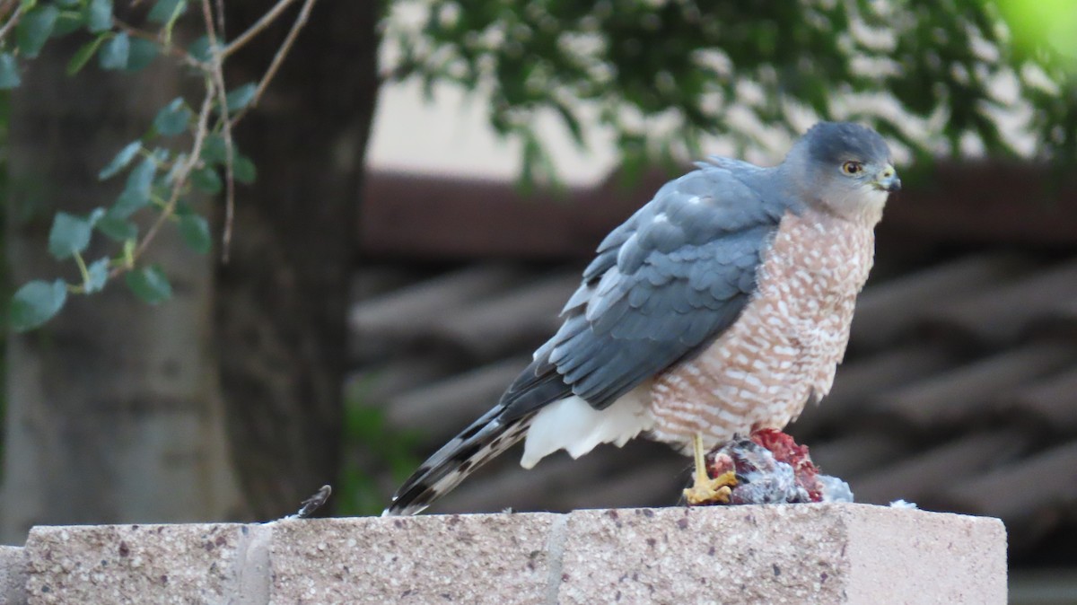 Cooper's Hawk - Merri R