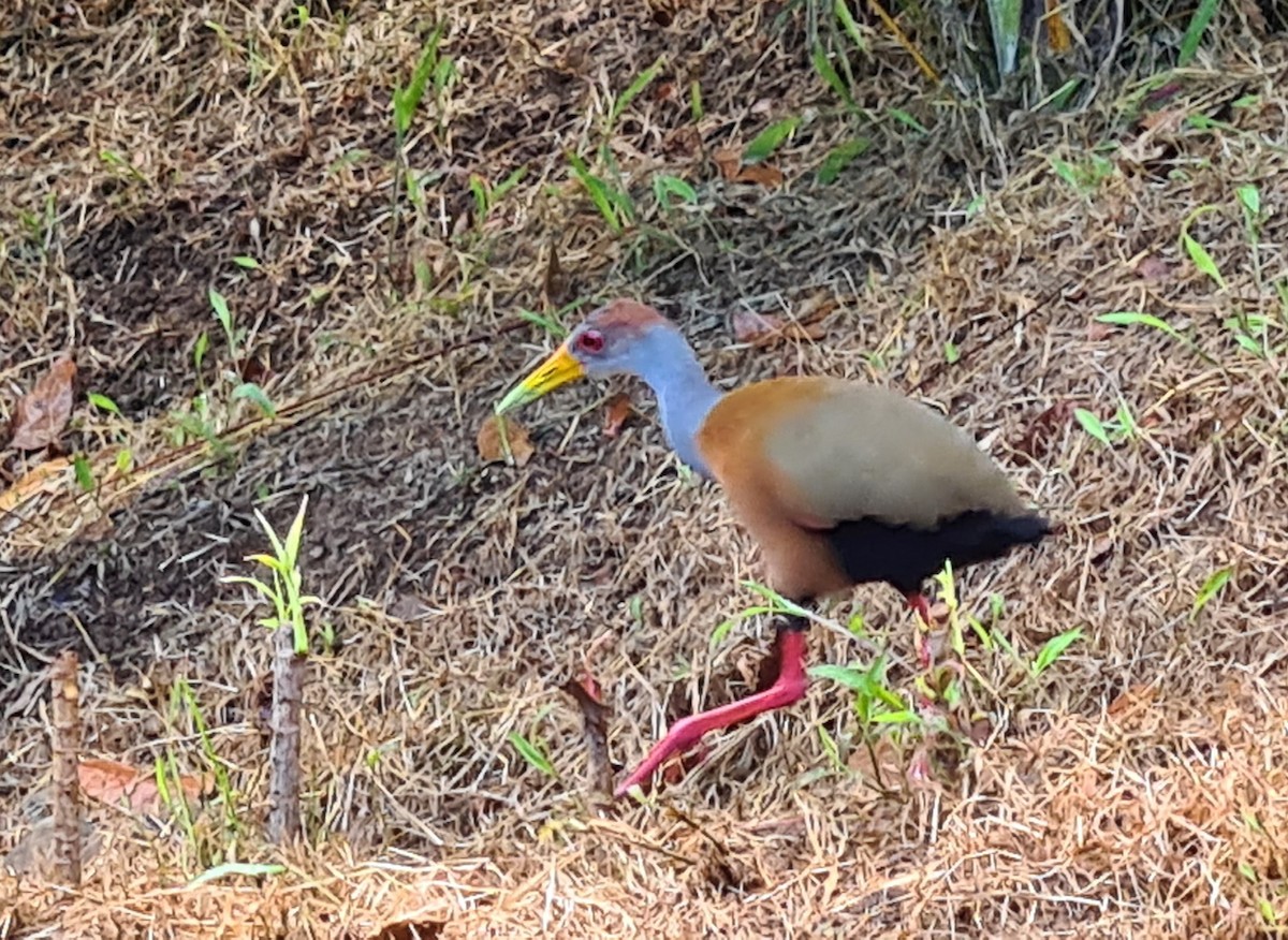 Russet-naped Wood-Rail - ML624116626