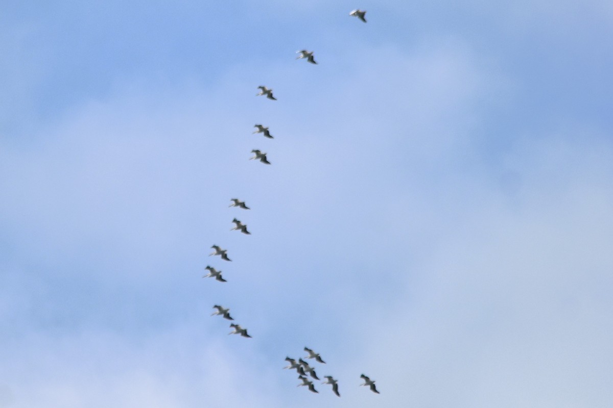 American White Pelican - Mark Greene